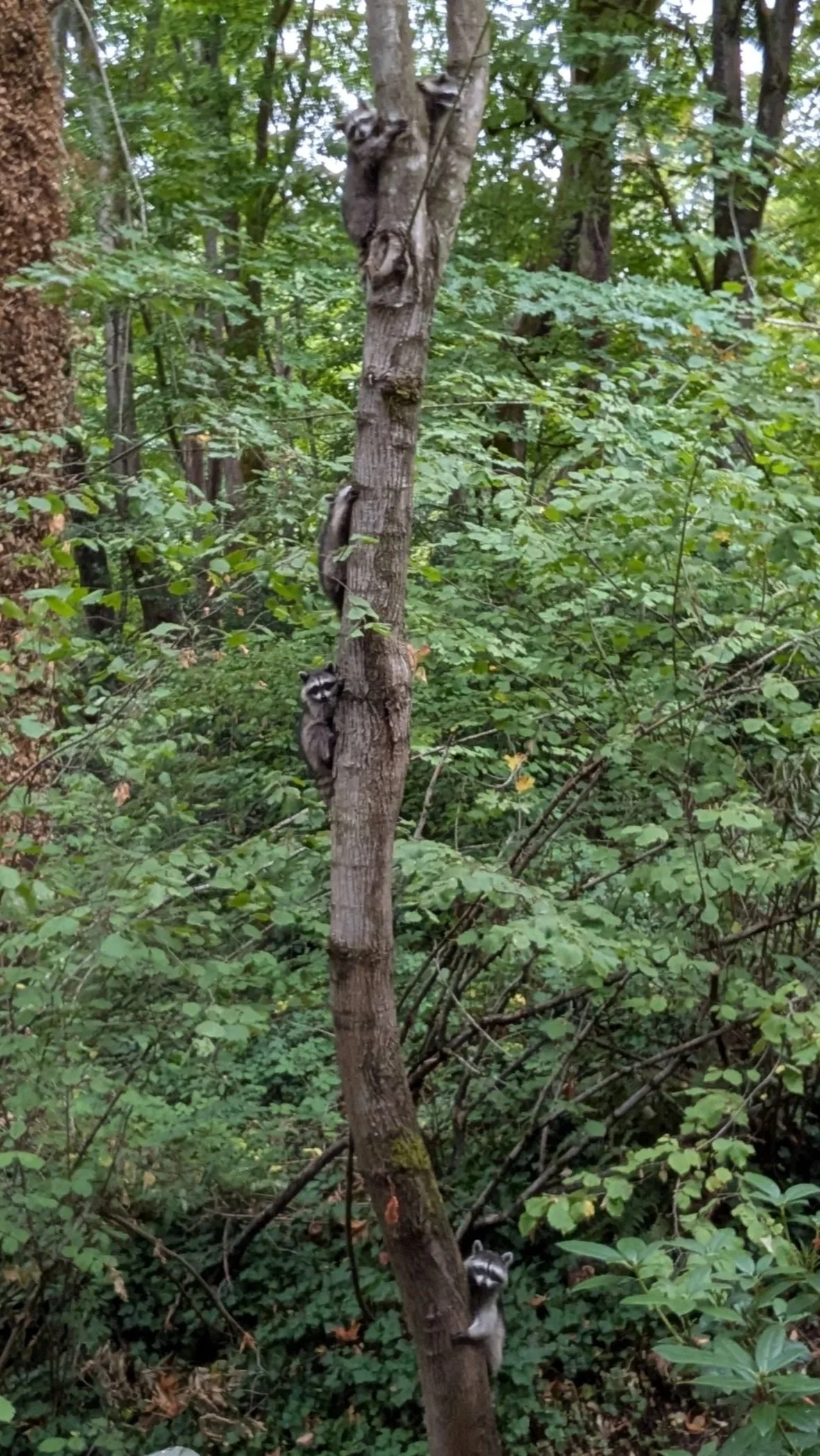 family of five raccoons climbing a tree