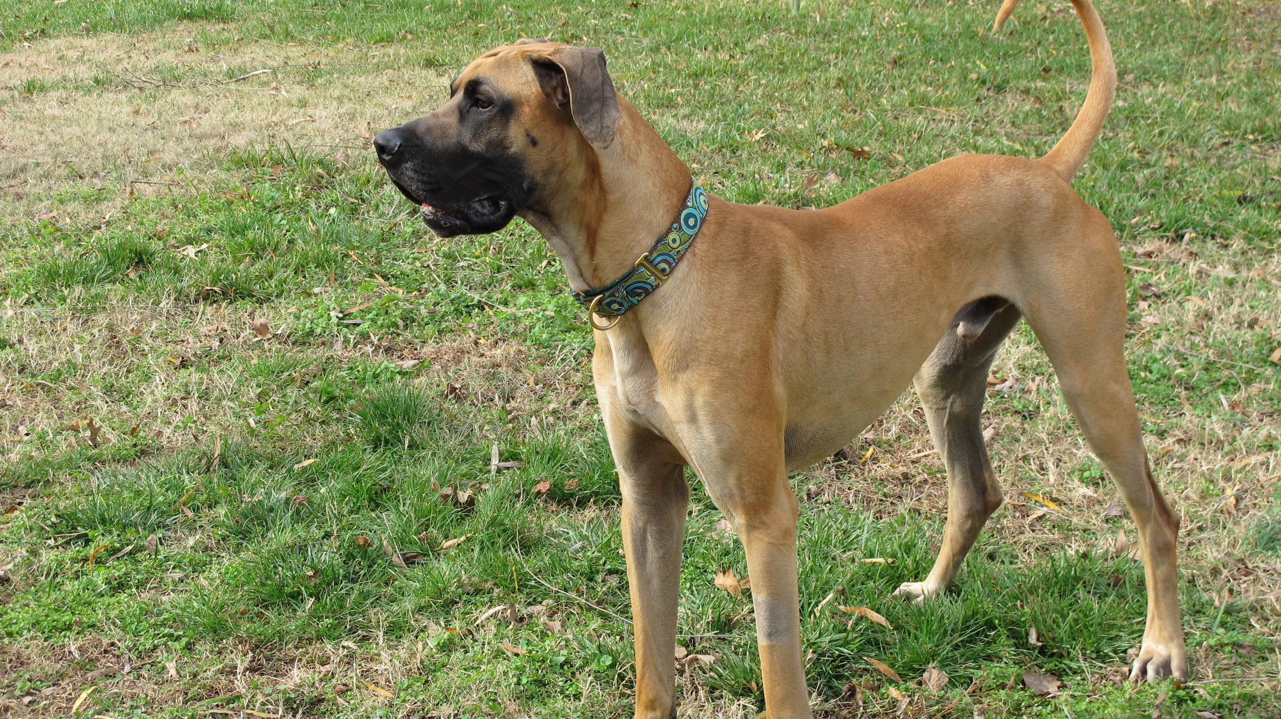 tan and black great dane