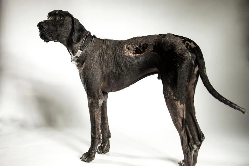 silver labrador for sale