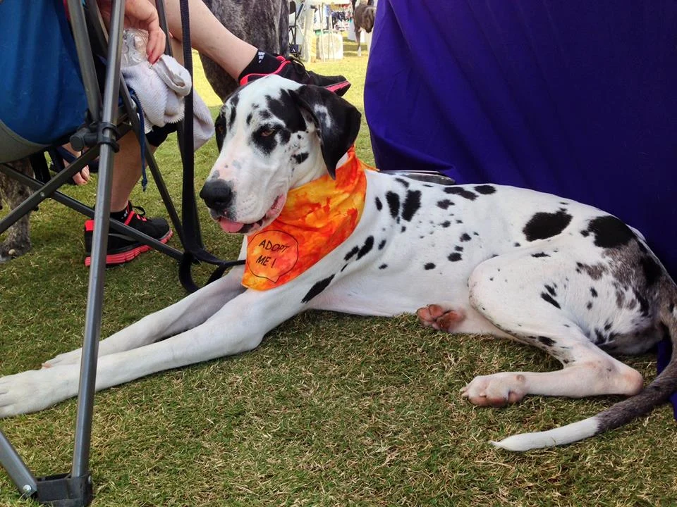 chloe bark in park 2.jpg