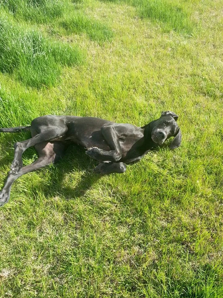 jaxx in grass.jpg