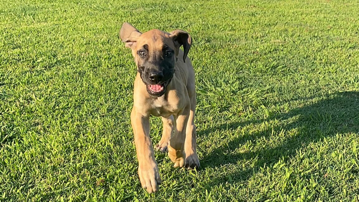 German Shepherd Great Dane Mix Puppies
