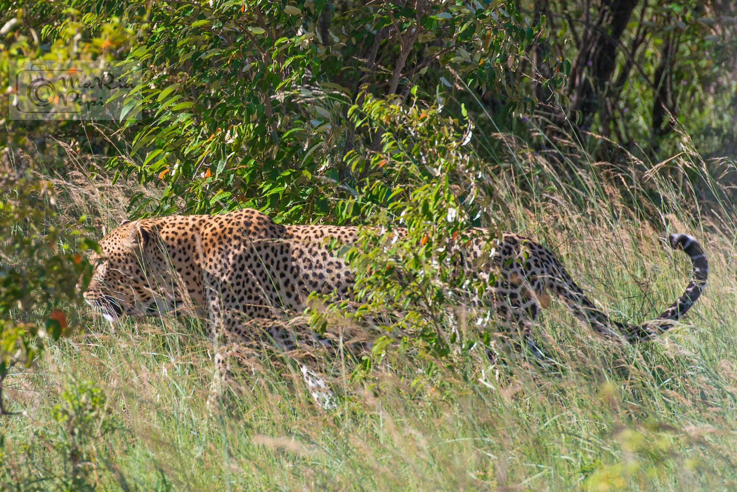 AFRICAN LEOPARD