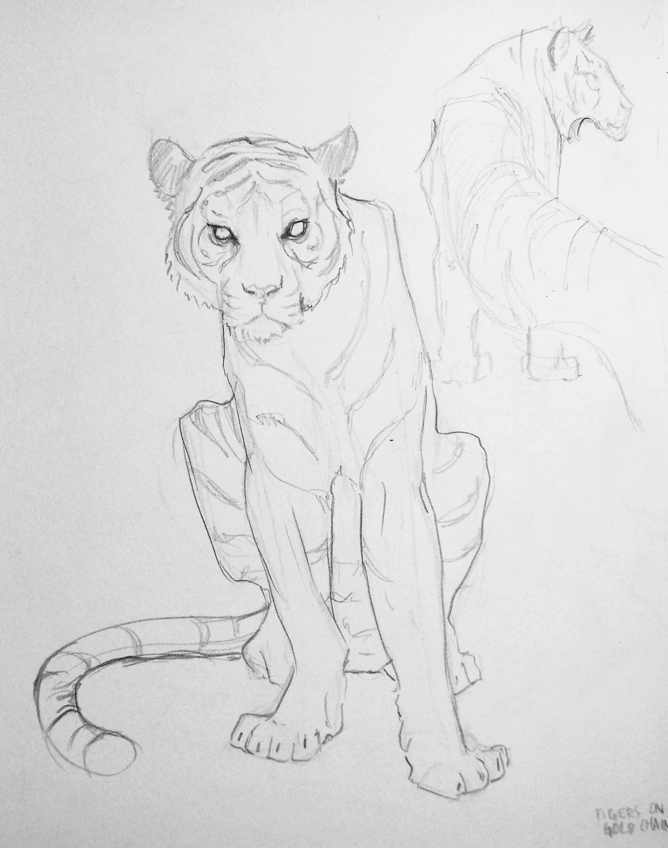 tigersketch.jpg