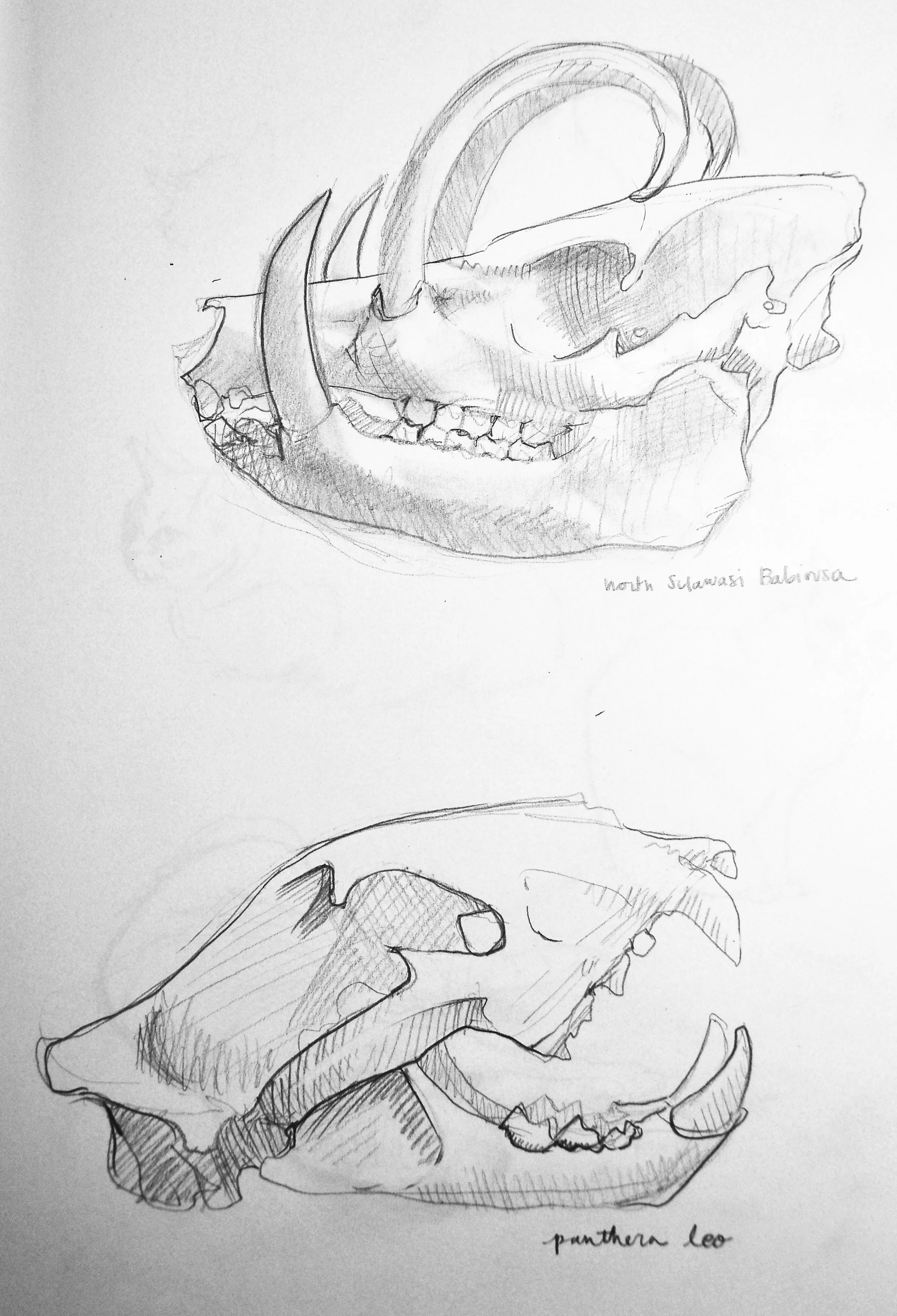 sketch14skulls.jpg