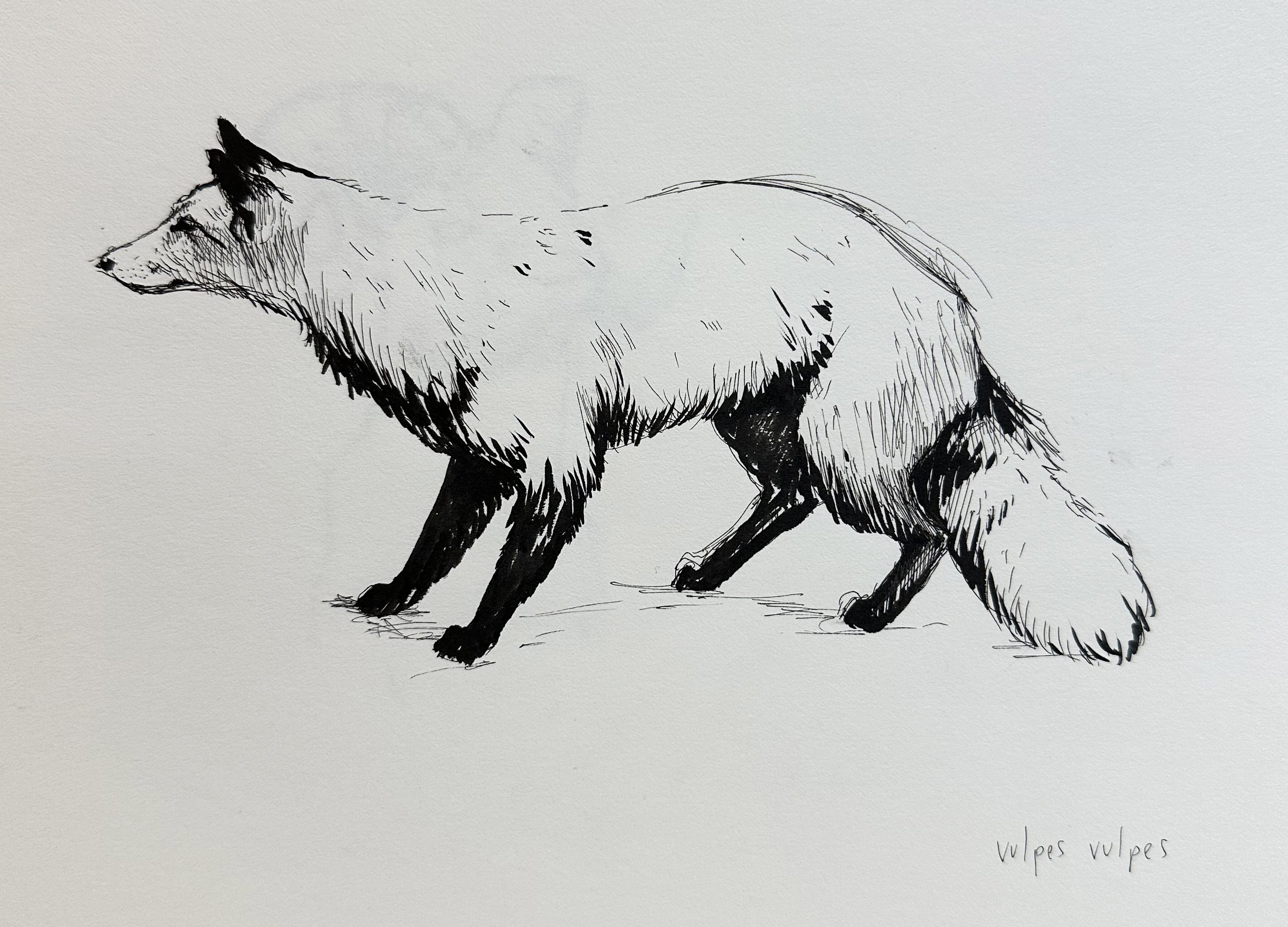 animal4.jpg