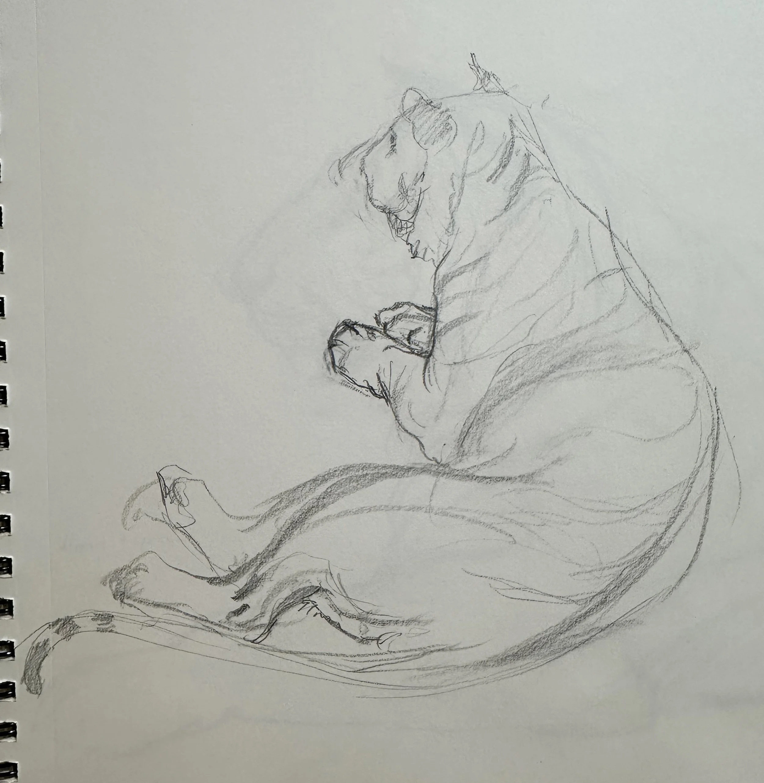 animal2.jpg