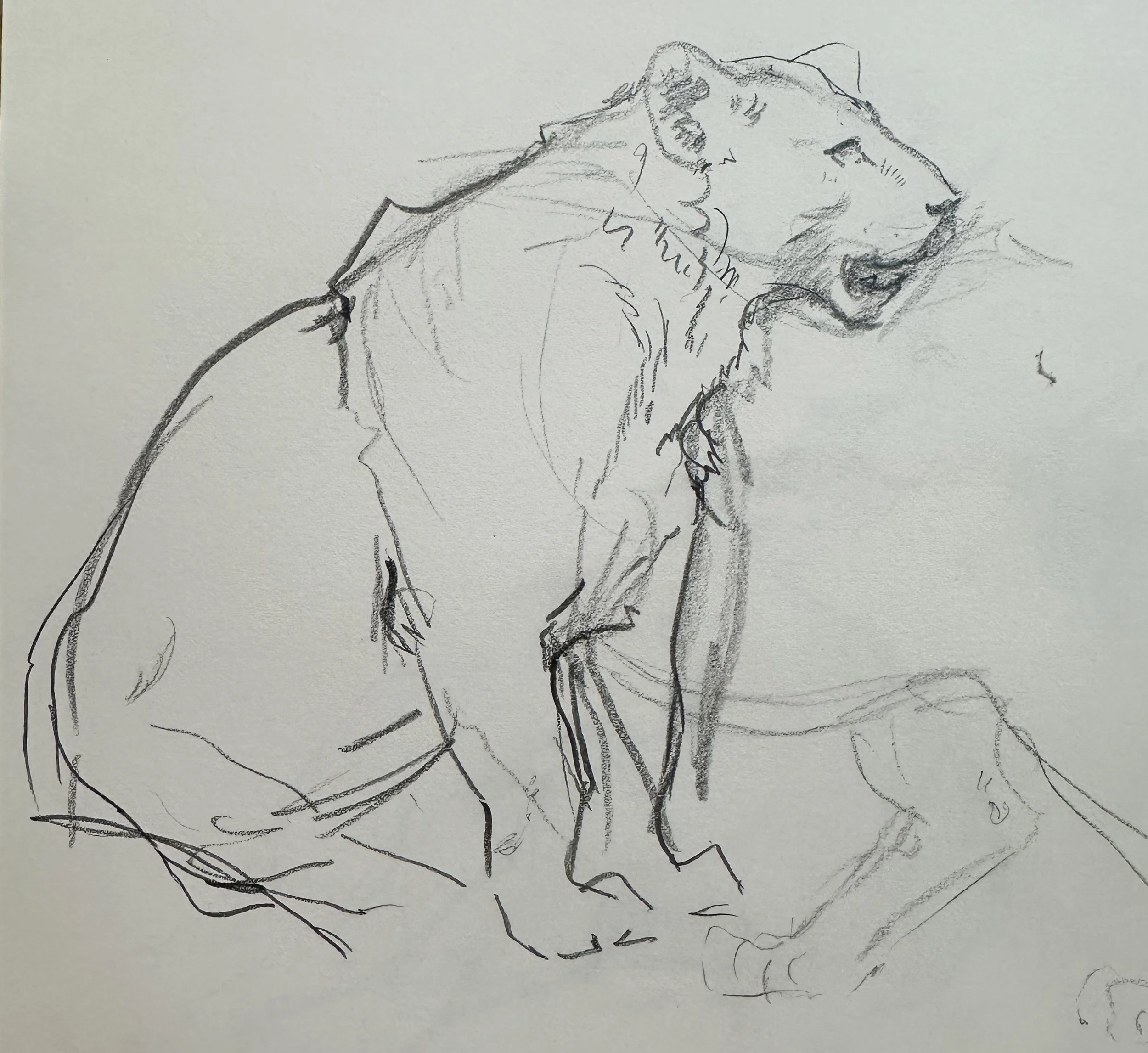 animal1.jpg