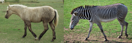 horses and zebras .png