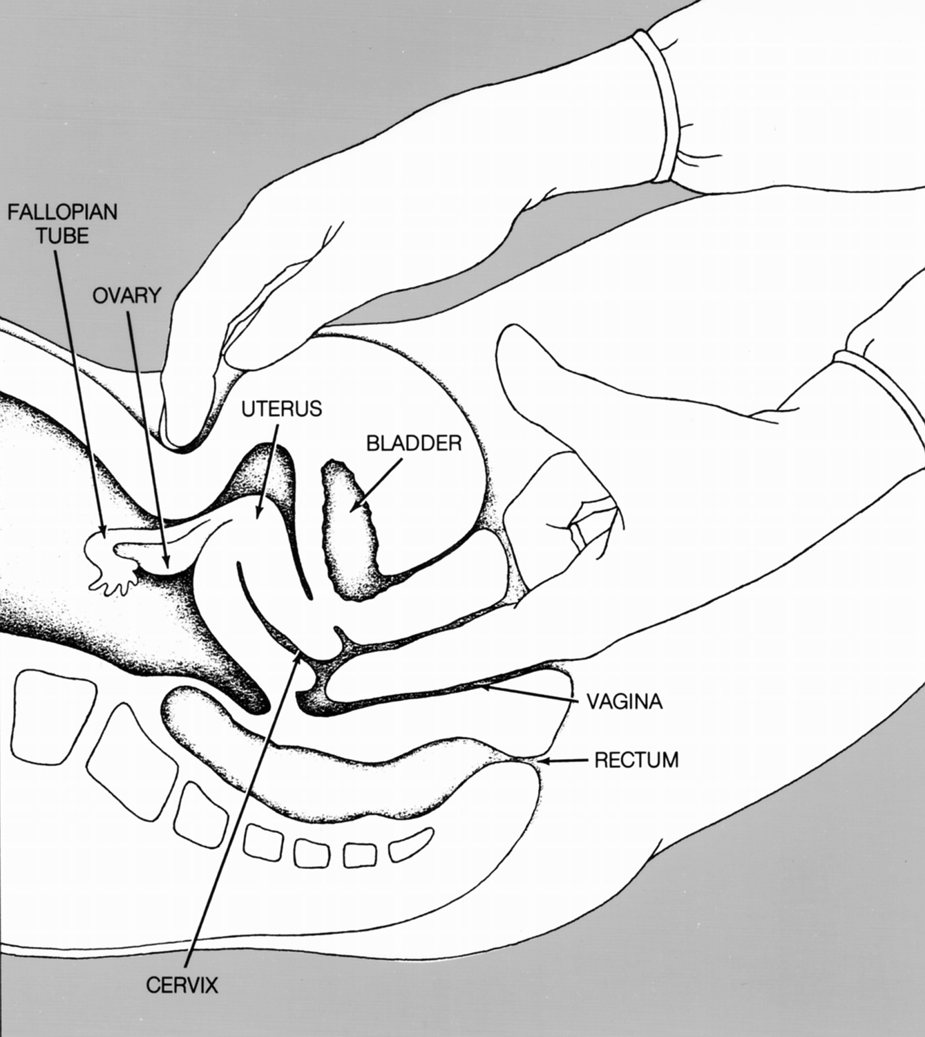 diagram of pelvic exam.jpg