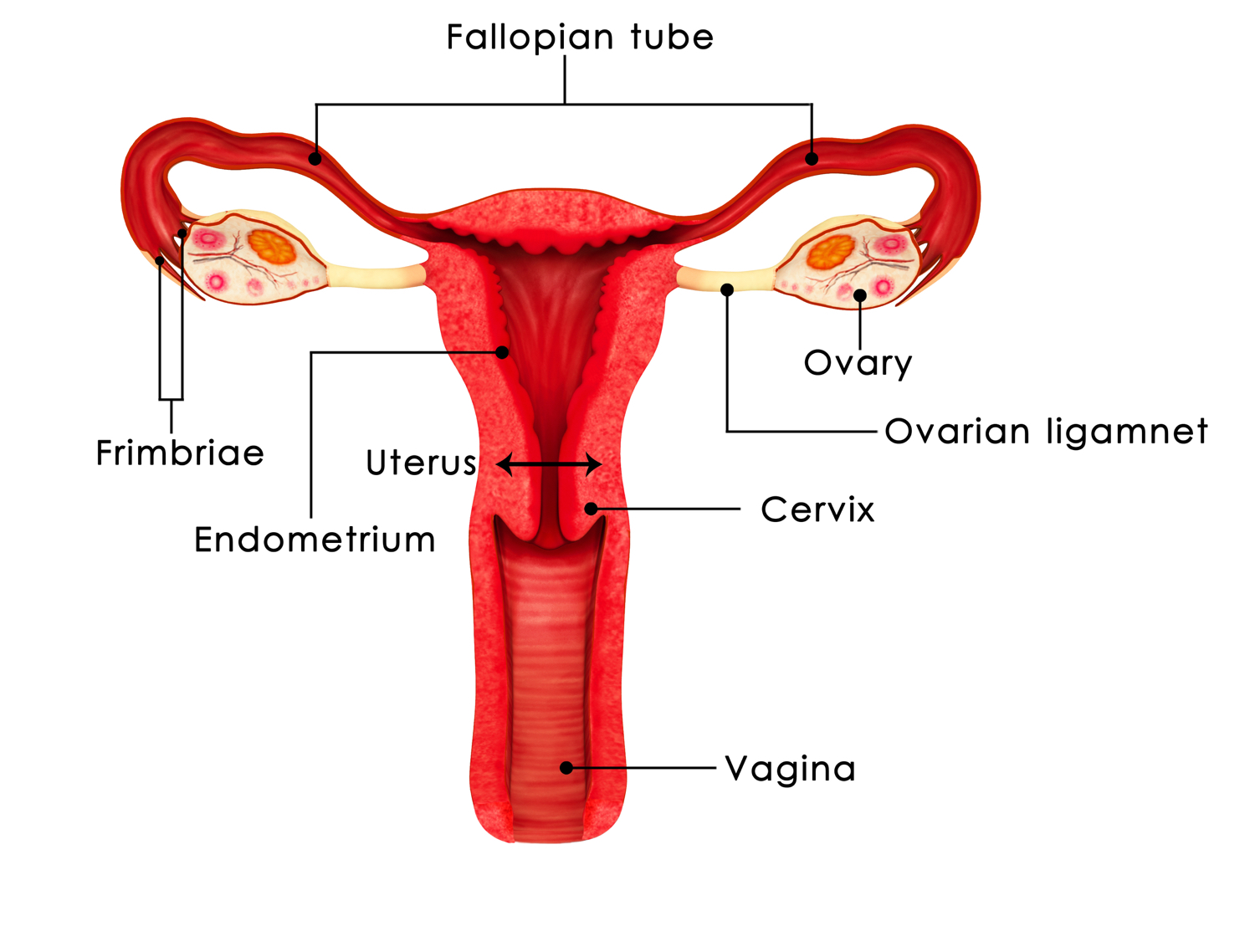 pelvic anatomy .jpg