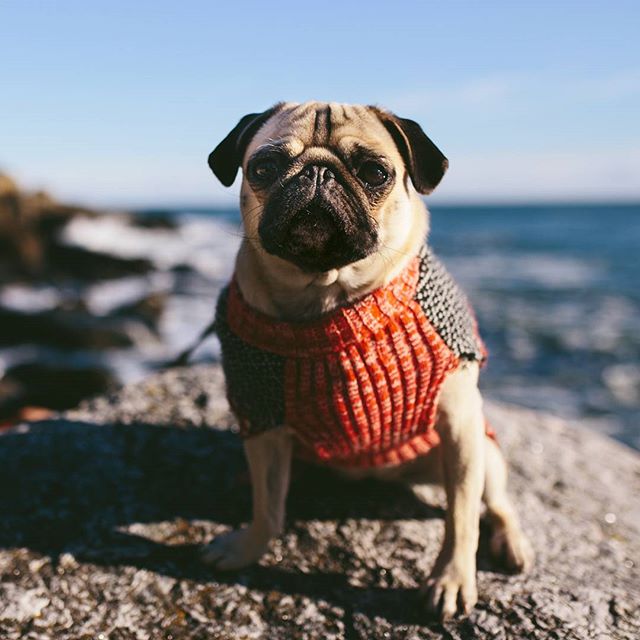 From a recent photo shoot on the coast of Maine. Audition for @llbean catalog. XD ❤️🐕 #pug #pugs #puglife #pugsofinstagram #pugloversofinsta #pugpuppy #puppy #puppylove #dog #dogs #dogs_of_instagram #puppies #pugloversclub #dogstagram #pugstagram #p