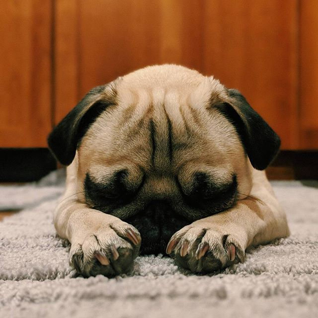 Dozy evening 😴
.
.
.
#pug #pugs #puglife#pugsofinstagram #dogsofinstagram