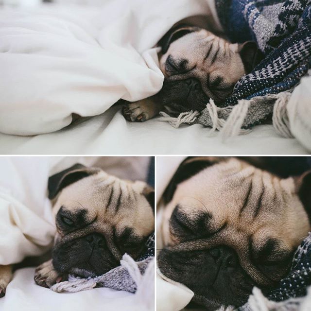 Cozy end to a great long weekend ❤️🐶 #cozy #pug #pugs #puglife #pugsofinstagram #pugloversofinsta #pugpuppy #puppy #puppylove #dog #dogs #dogs_of_instagram #puppies #pugloversclub #dogstagram #pugstagram #pet #petsagram