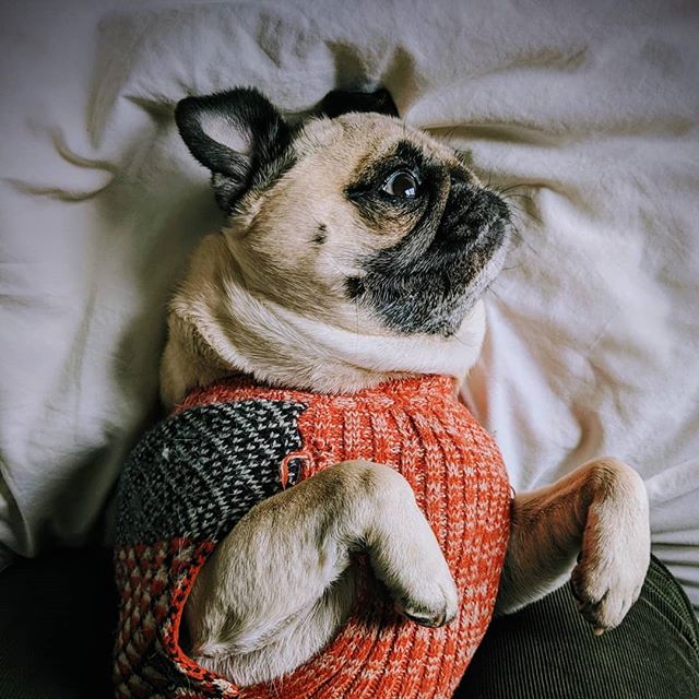 I'm awake I swear!
.
.
.
#pug #pugs #puglife#pugsofinstagram #dogsofinstagram