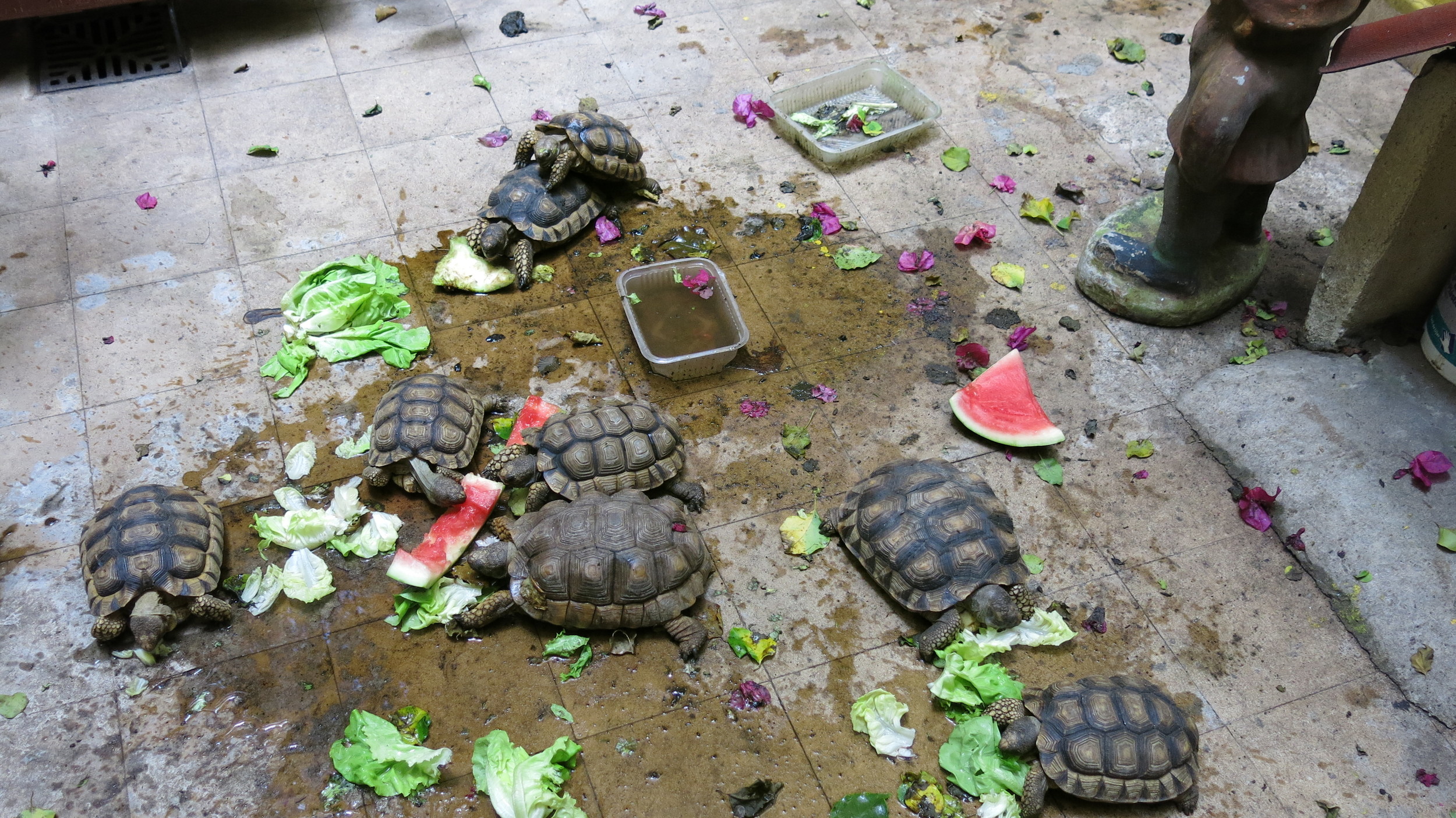 Turtles caught on iPhone at Mirta's Studio.