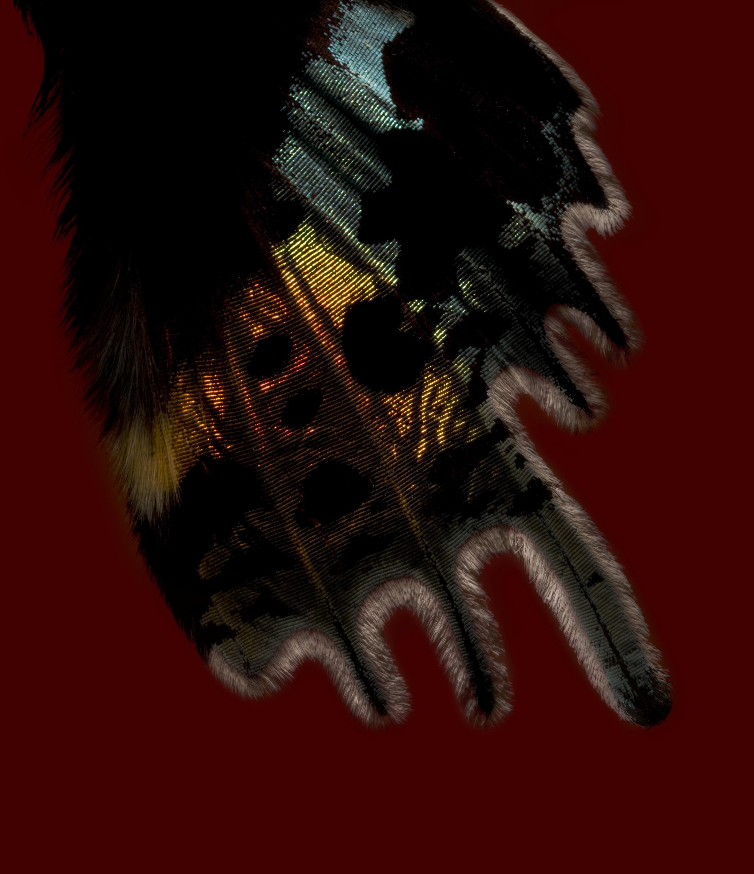 GreenOrangeExotic_0046 copy.jpg