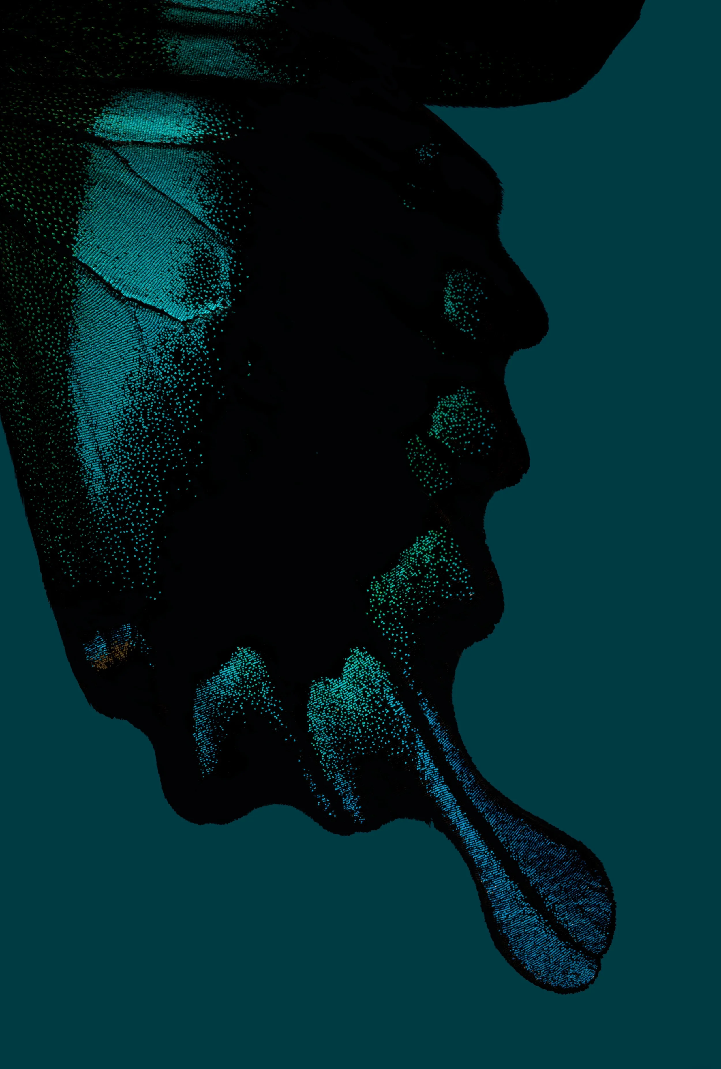 TurquoiseExotic_0040 copy.jpg