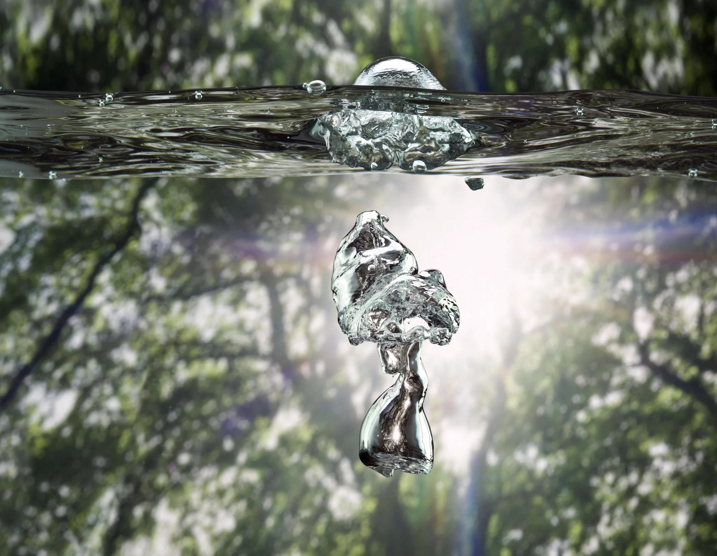 Forest_0136 copy.jpg