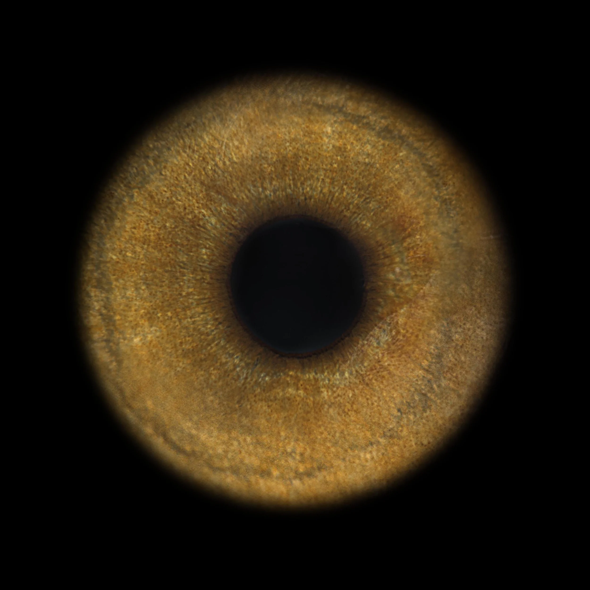 JKnowles_CurtisLemur_0081_V3 copy.jpg