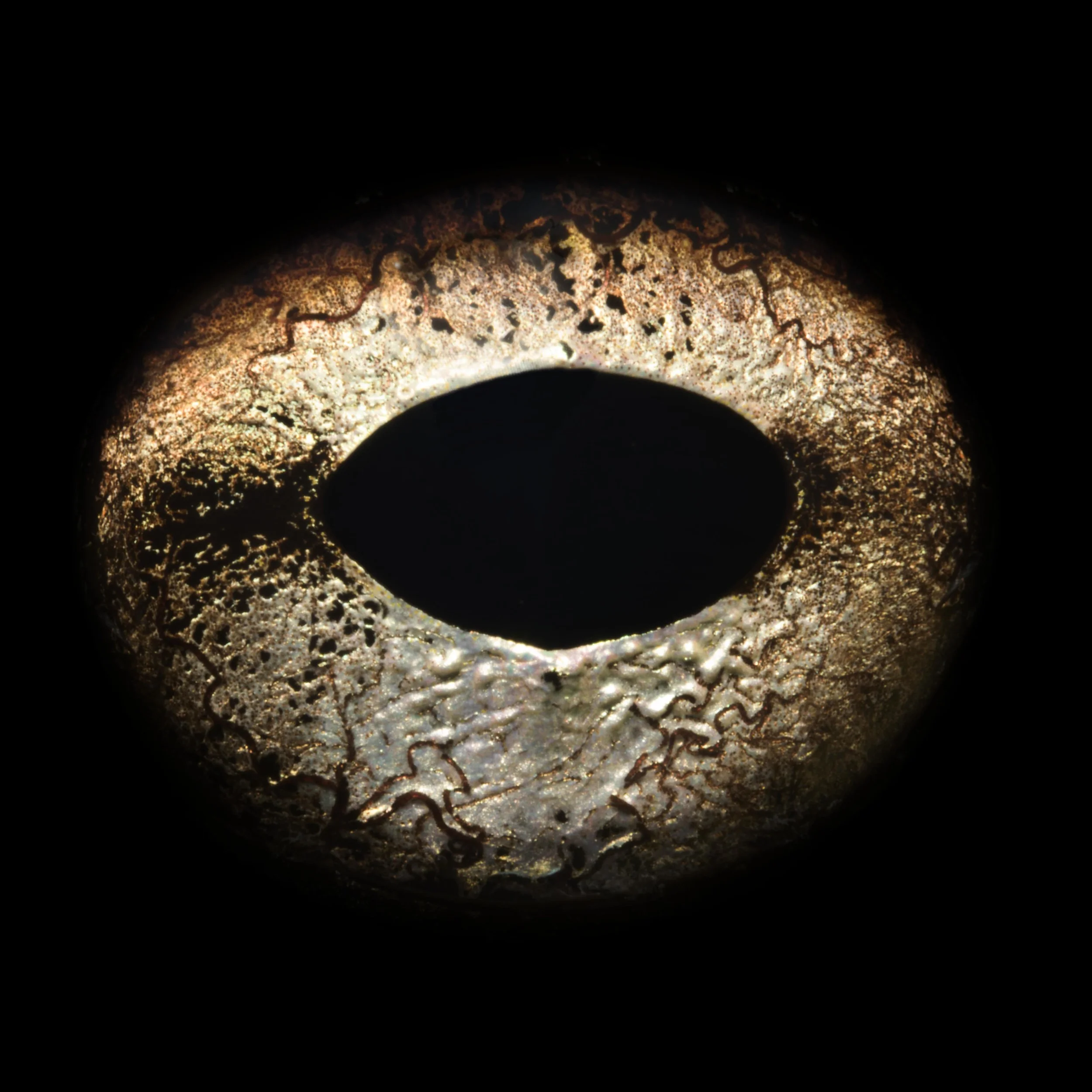 JKnowles_JulianBullfrog_0031 copy.jpg