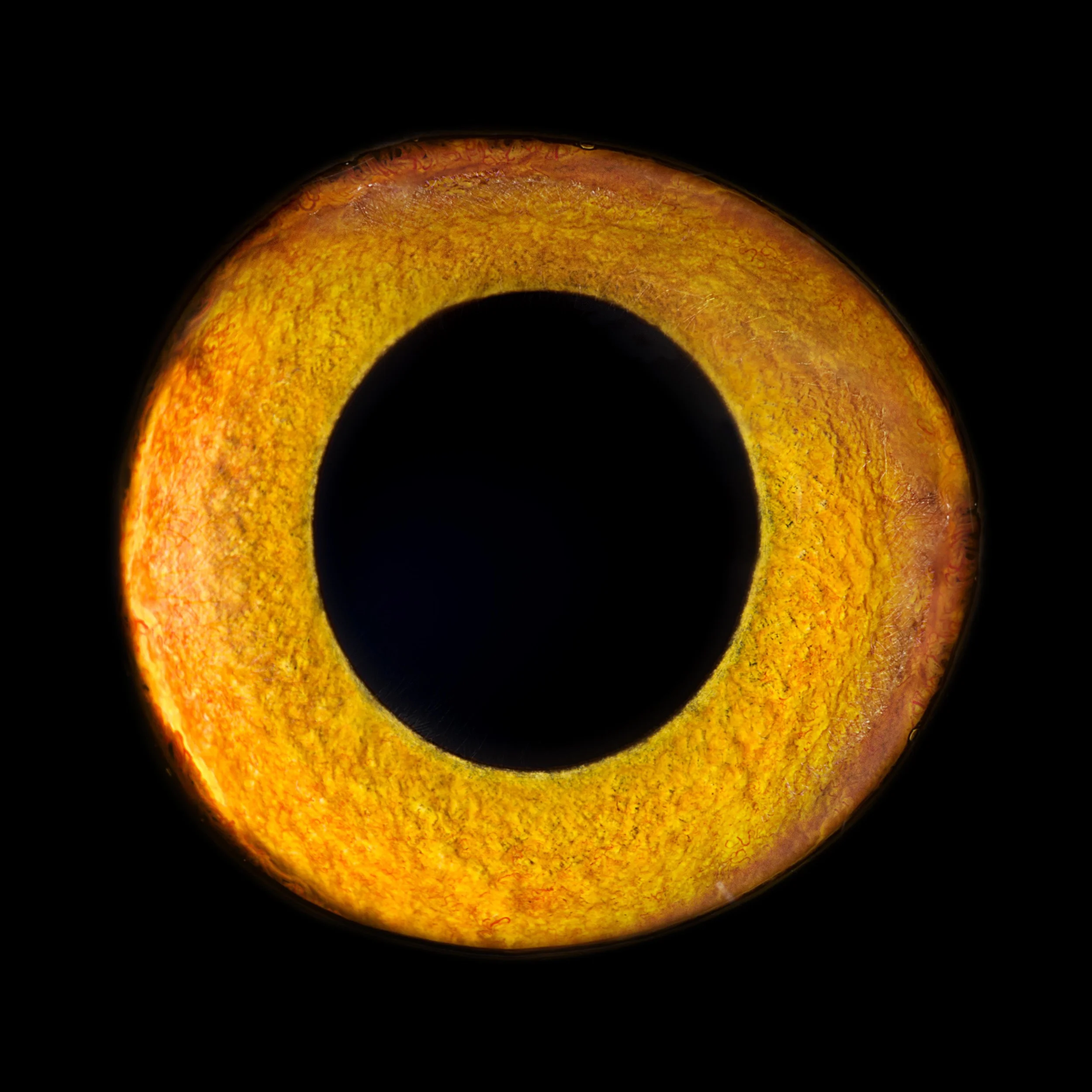 JKnowles_BobEagleOwl_0112 copy.jpg