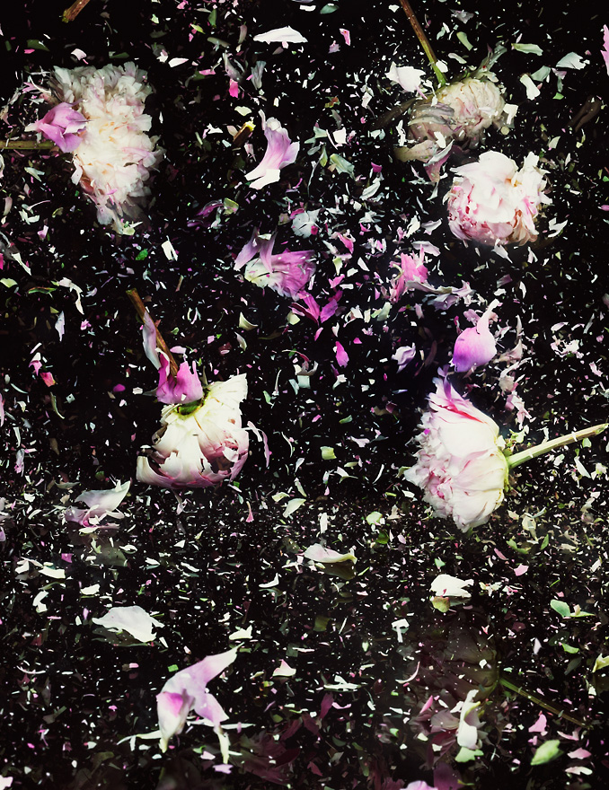 JKnowles_ExplodingFlowers_0201.jpg