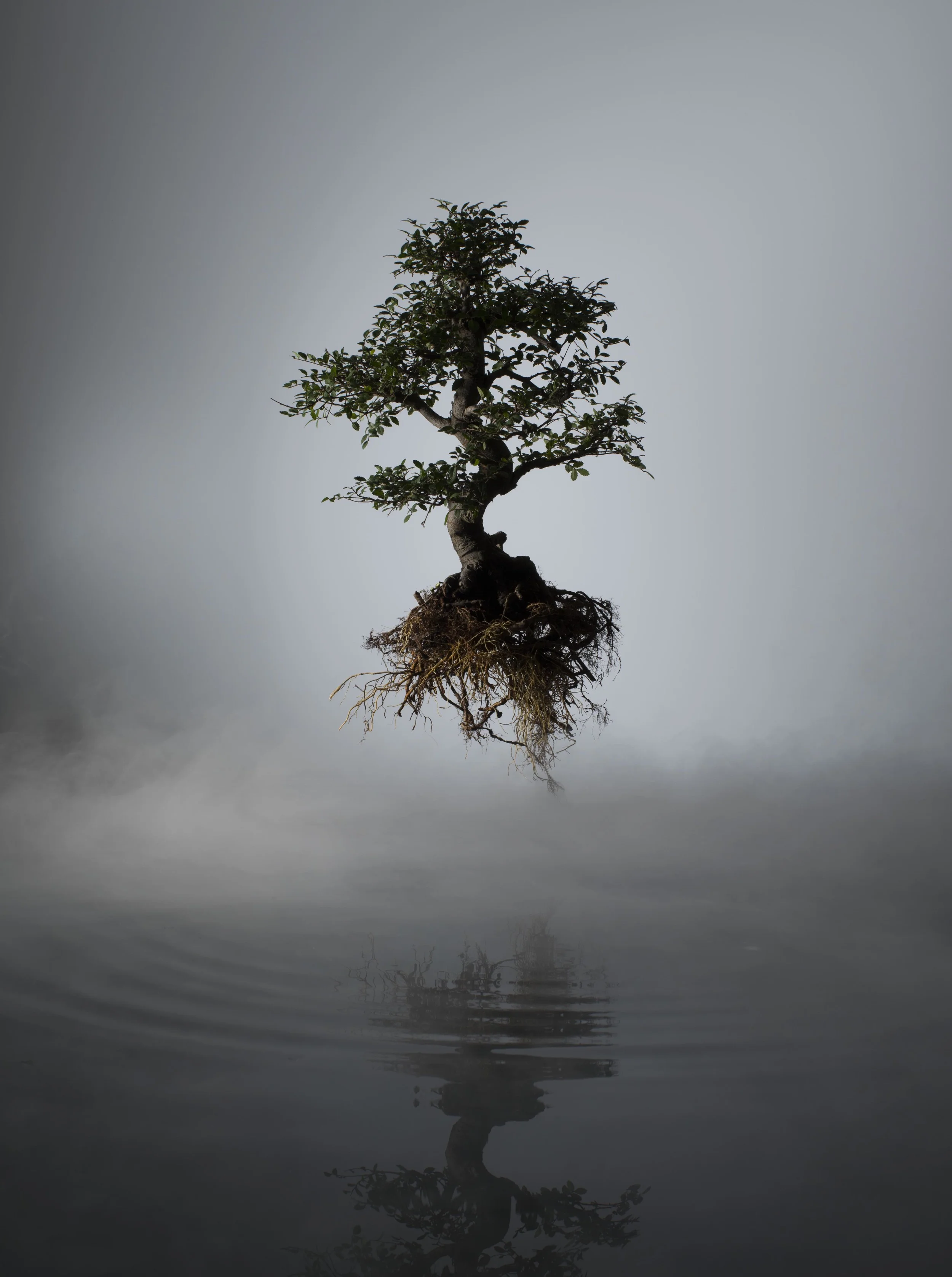 JKnowles_TreeLake_0265.jpg
