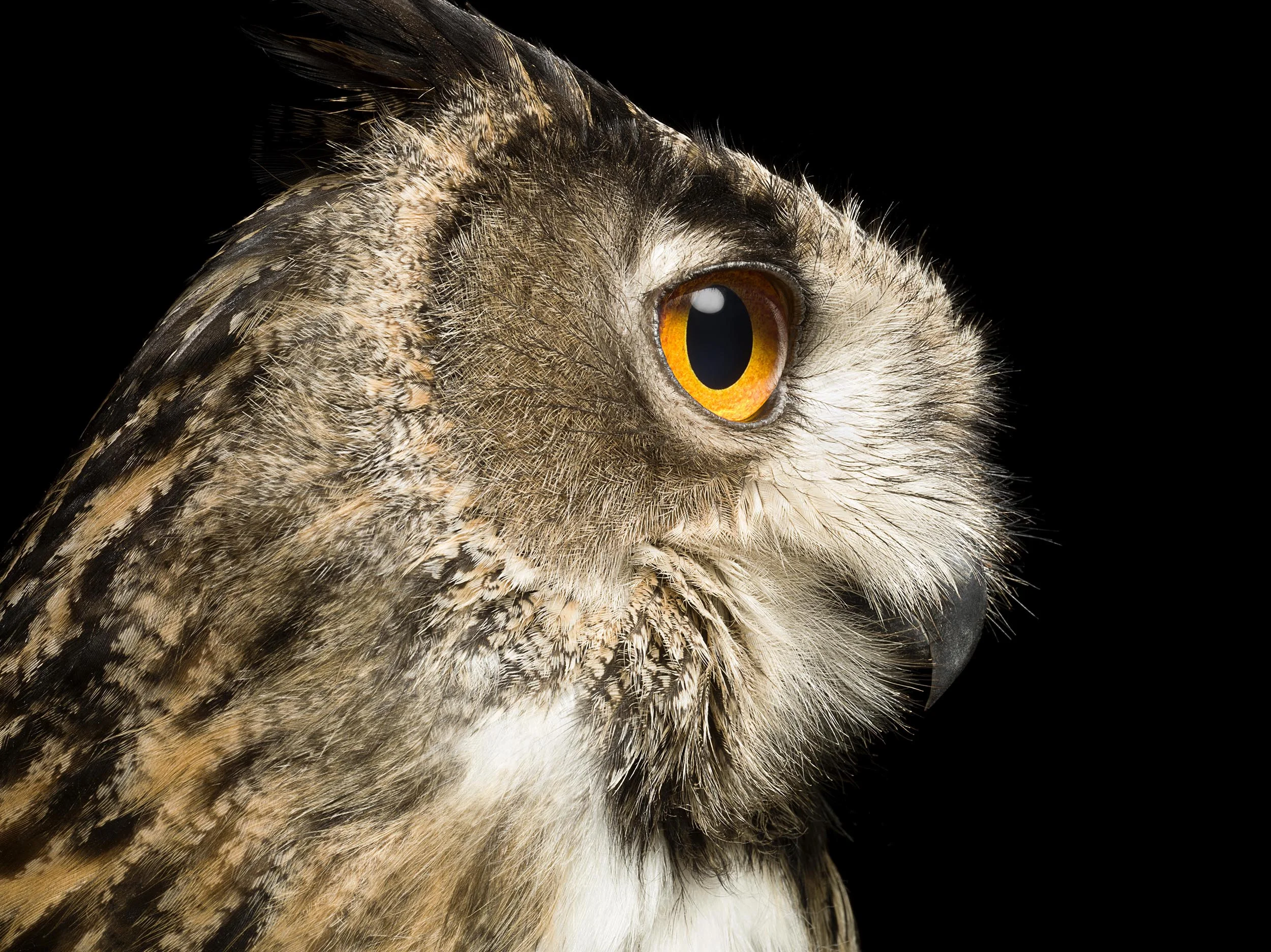 JKnowles_BobEagleOwl.jpg