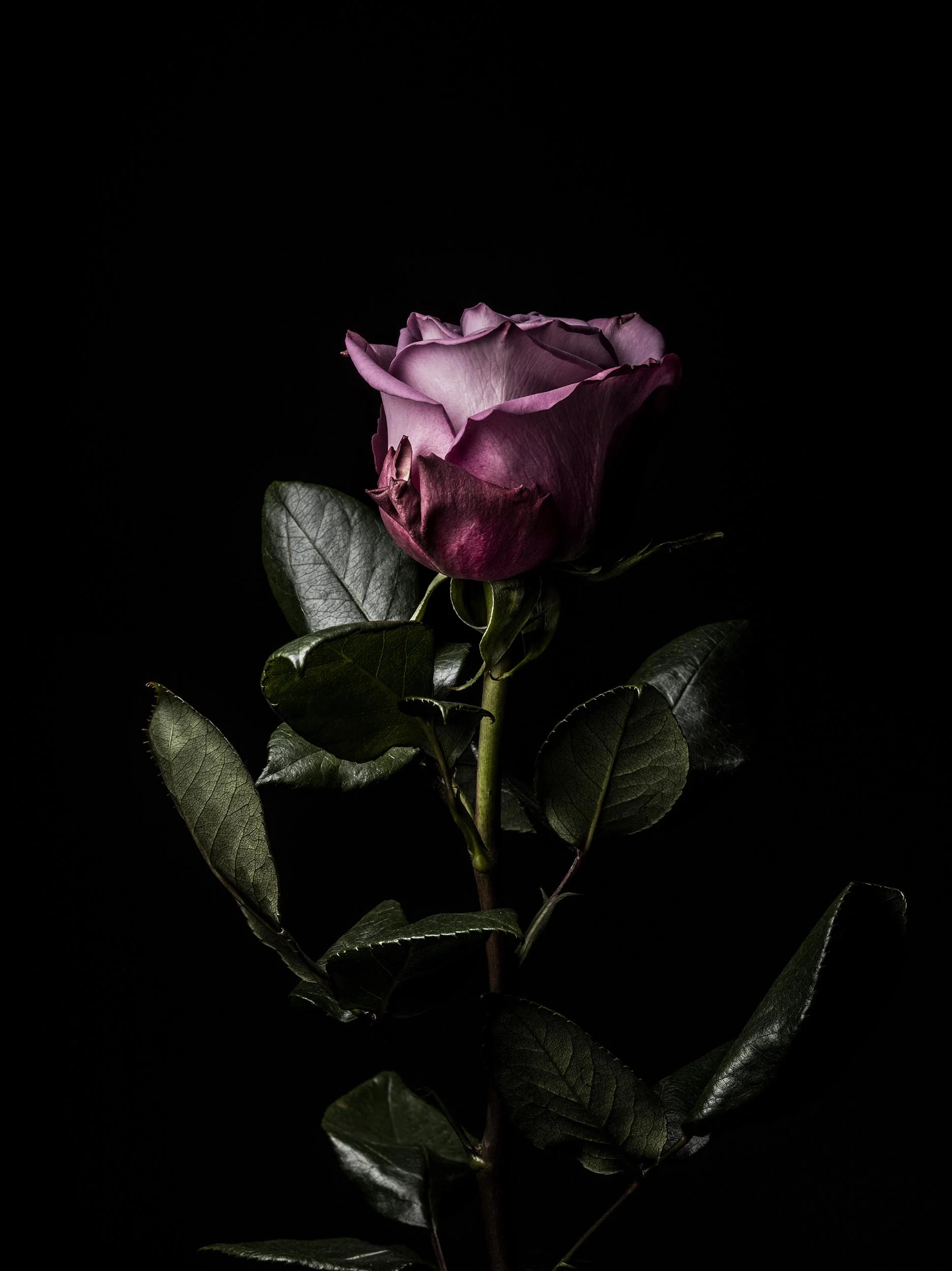 JKnowles_Flowers_0001 copy.jpg