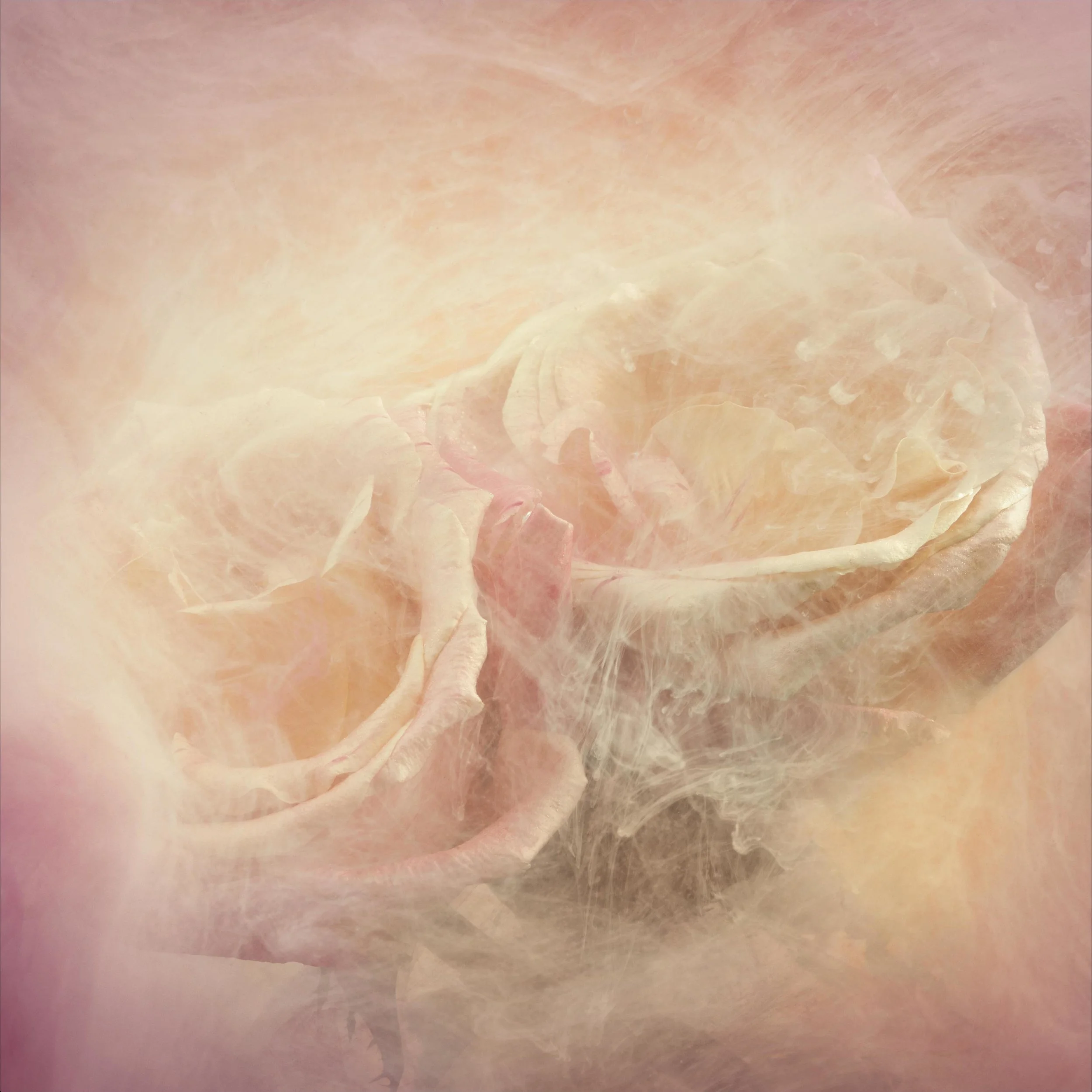 JKnowles_FlowersInPaintTank_0092 copy.jpg