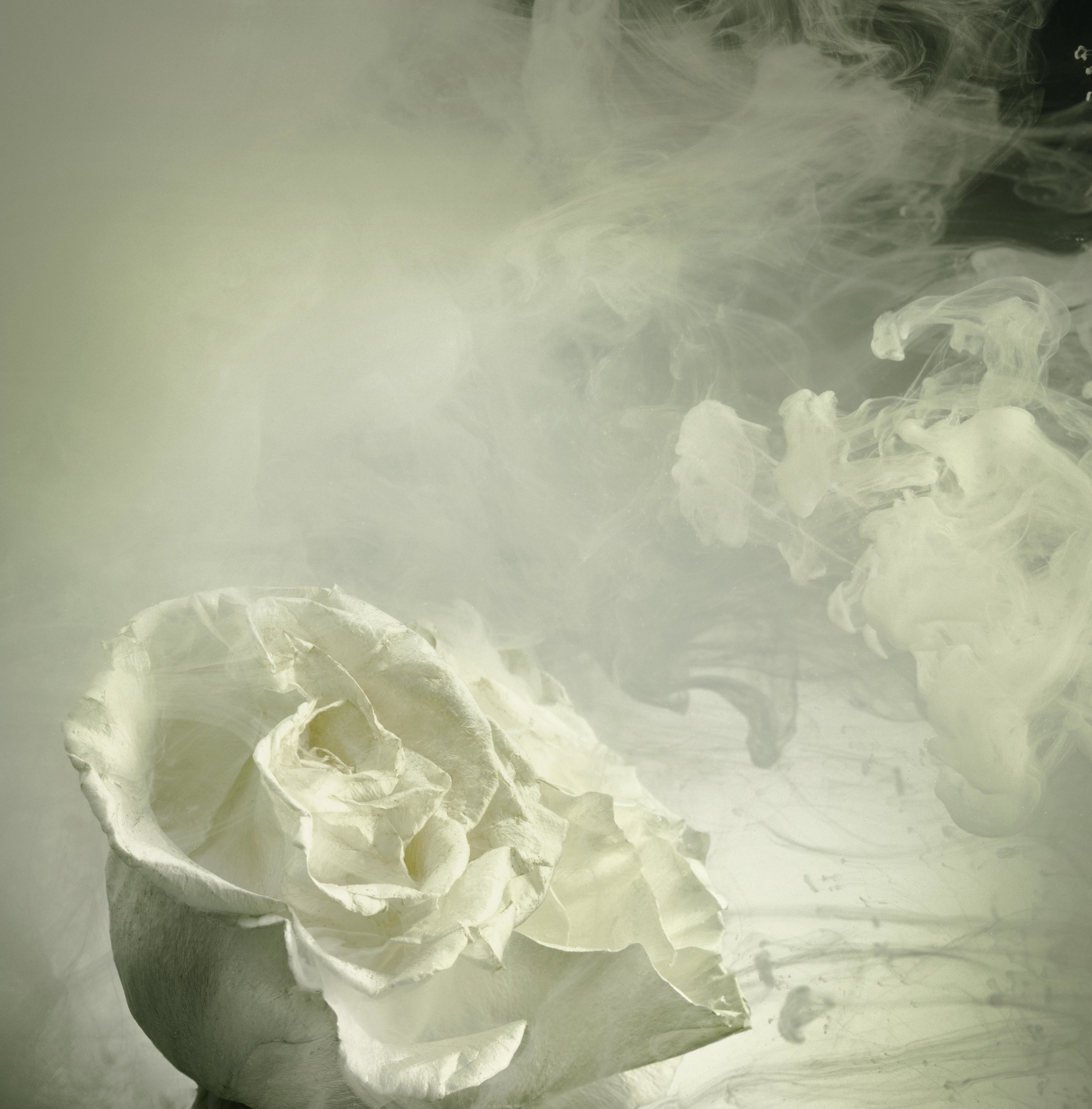 JKnowles_FlowersInPaintTank_0015_V4 copy.jpg