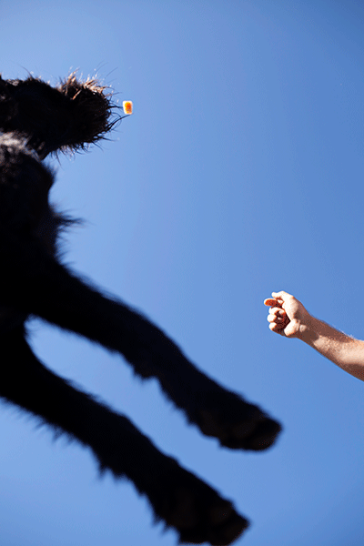 pointing-breed-dog-fetch.png