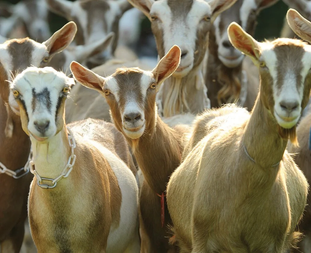 goats.jpg