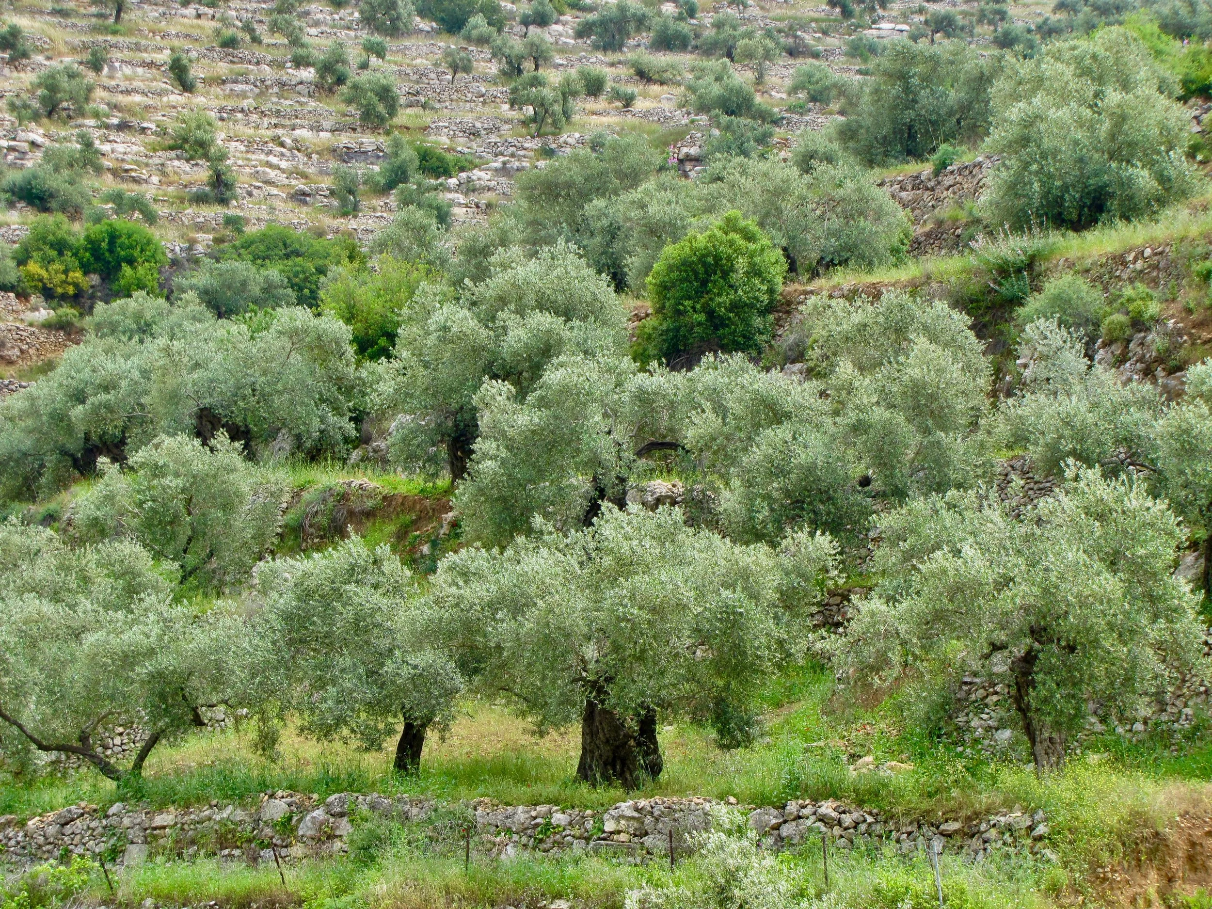 DelPHR: PALESTINIAN HUMAN RIGHTS  BRIEFING