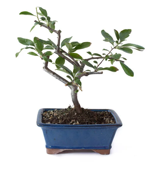 bonsai-1.jpg
