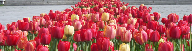 Tulips.jpg