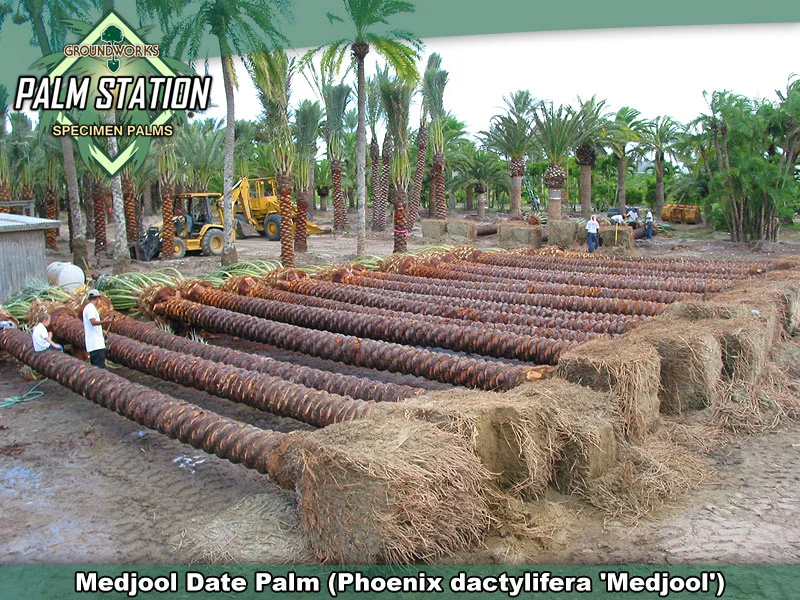 Certified Medjool Date Palms | Certified Zahidi Date Palms | Palm Trees ...