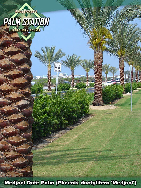 Certified Medjool Date Palms | Certified Zahidi Date Palms | Palm Trees ...