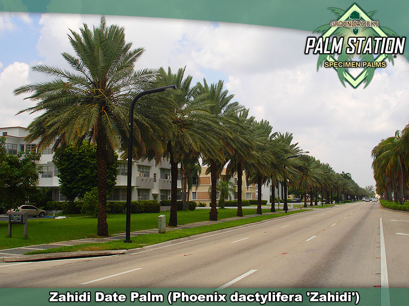 Zahidi_Large_W.jpg