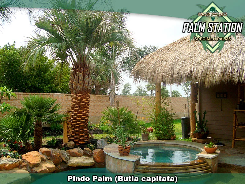 Pindo_Large_W.jpg