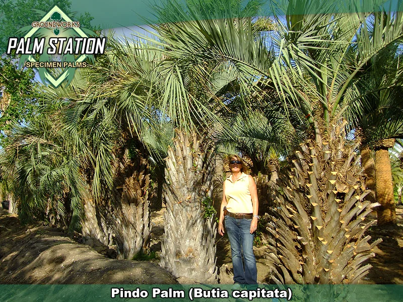 pindo6.jpg