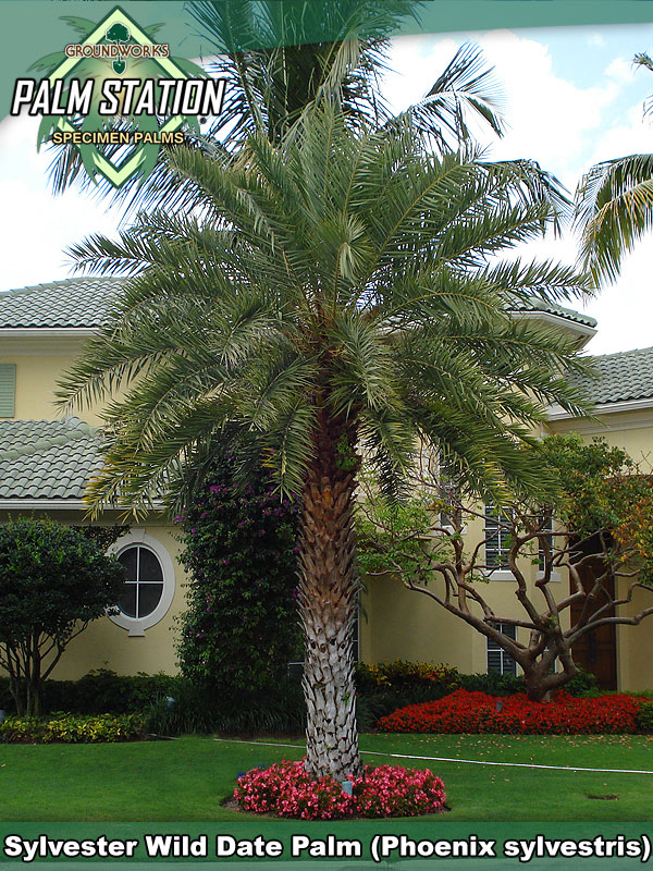 Phoenix sylvestris Silver Wild Date Palm 10 seeds Cold and Humidity Tolerant 