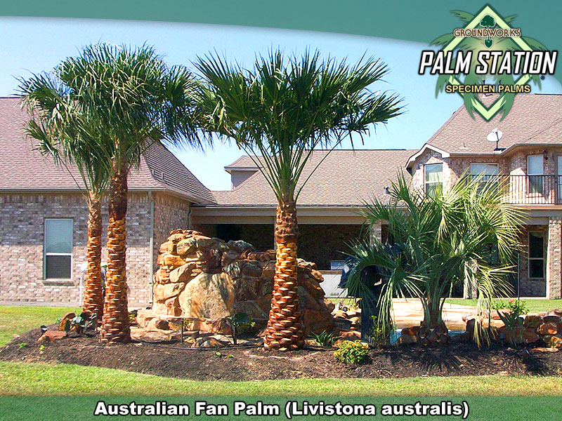 Australian_Large_W.jpg