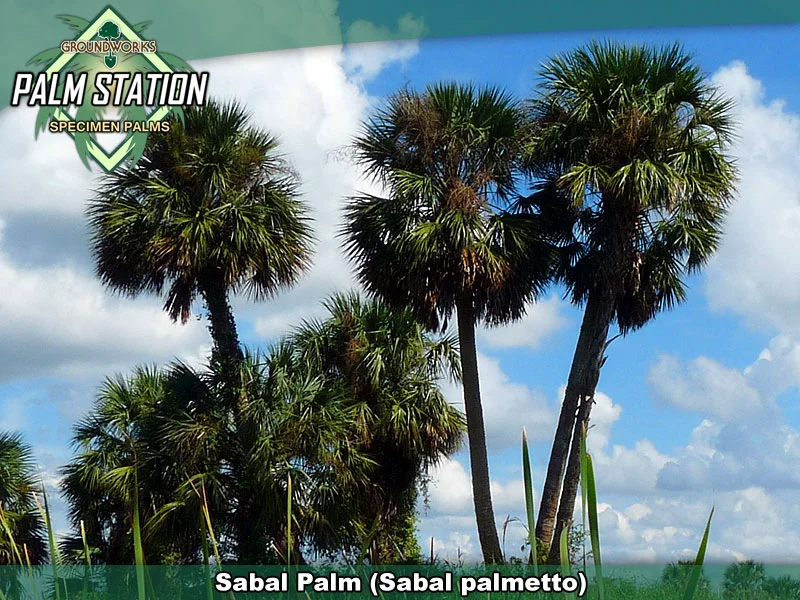 Sabal_Large_W.jpg