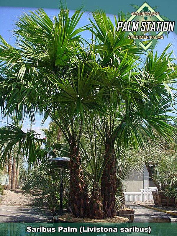 Livistona saribus Great palm!
