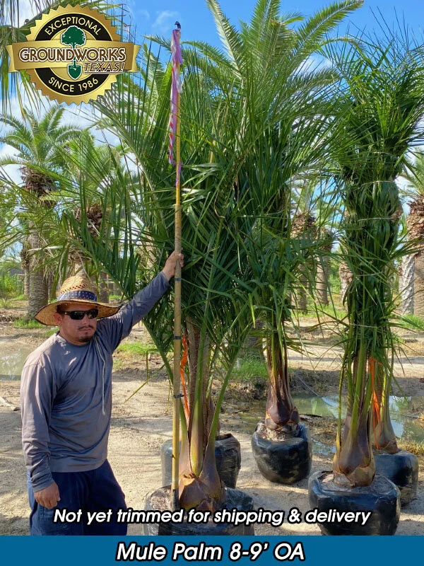 Mule Palm For Sale