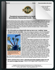 European Fan Palm Installation Recommendations cover