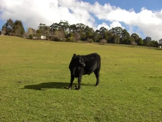 A happy steer!!!