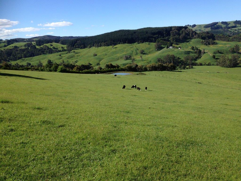 Grand Ridge pasture & Tarwin Valley in late spring... (1).jpg